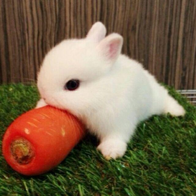 兔子吃草的头像图片