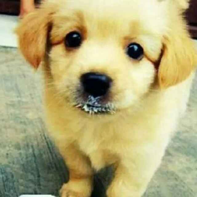 小黄头像