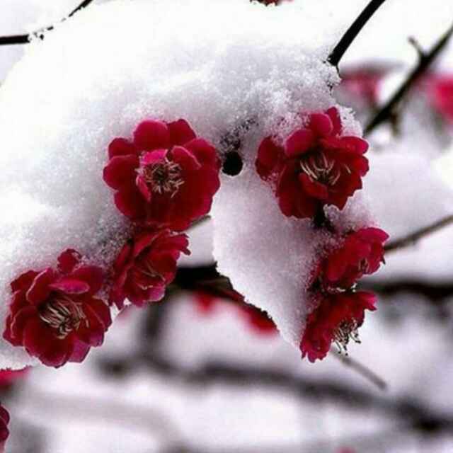 傲雪红梅65头像