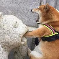爱搞笑的玩意儿头像
