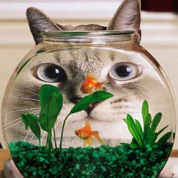 鱼缸里de猫儿头像