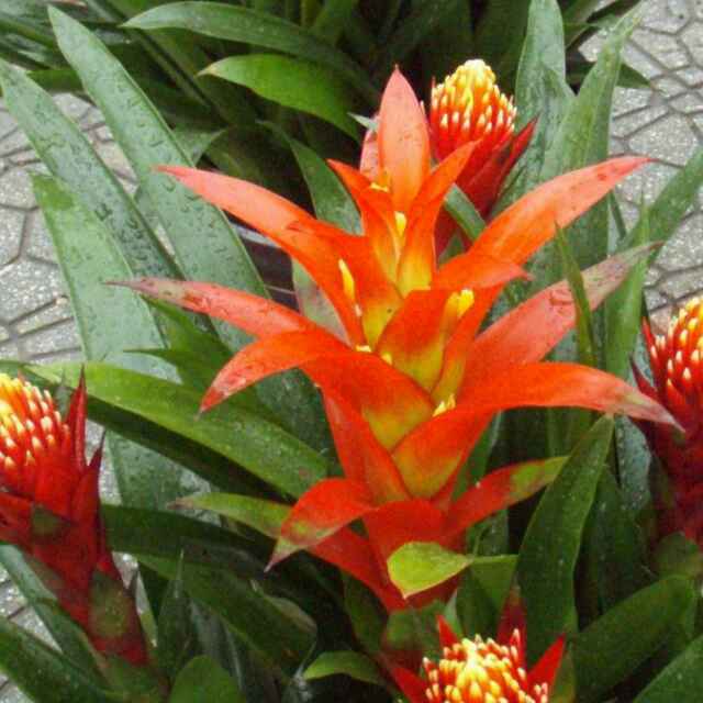 含羞草188702296头像