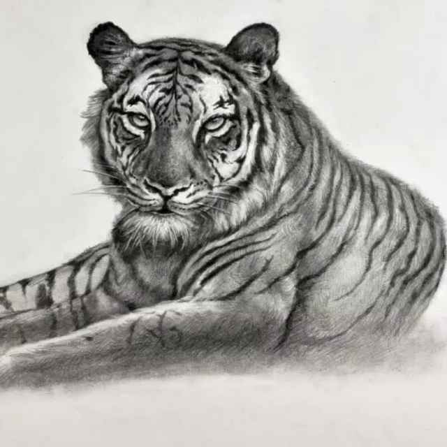 华南虎196652209头像