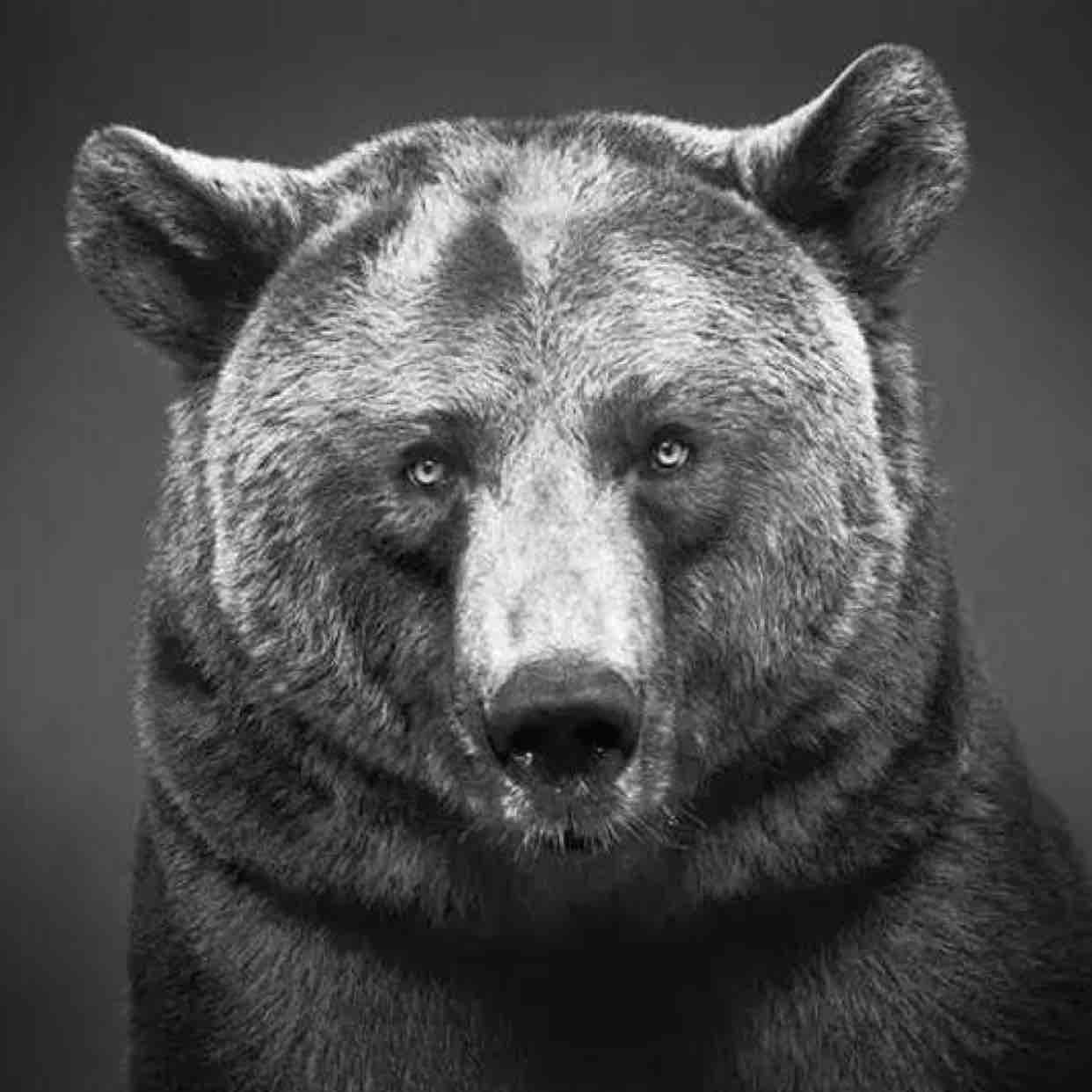 舜耕山黑熊怪头像