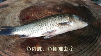 去鱼内脏鱼鳃的技巧 西瓜视频 去鱼内脏鱼鳃的技巧 西瓜视频