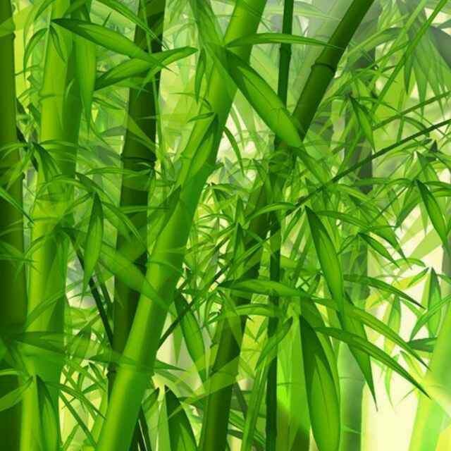 好看的竹子头像吉利图片