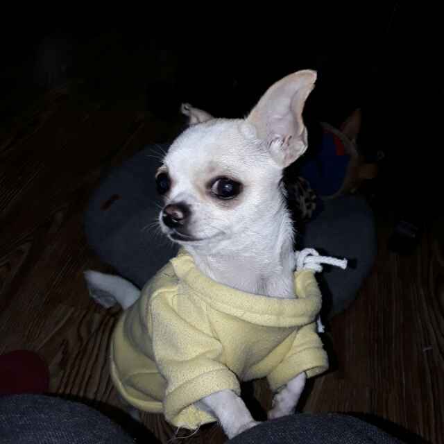 吉娃娃211381562头像