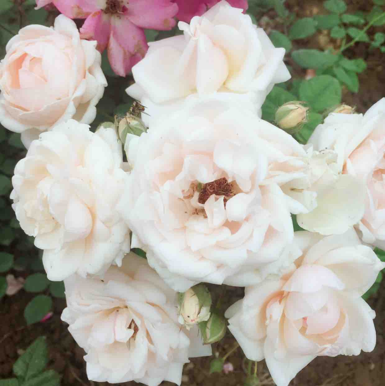 合欢花的爱头像