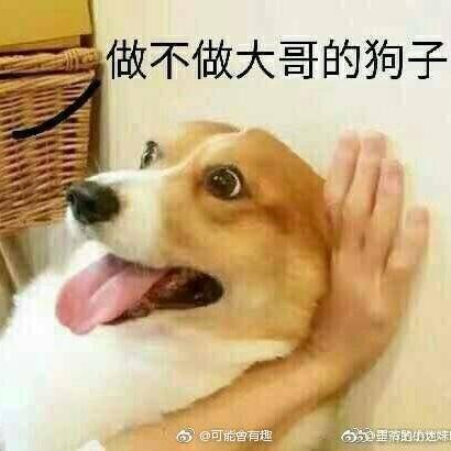 搞笑的狗主人头像