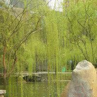 岸边柳头像