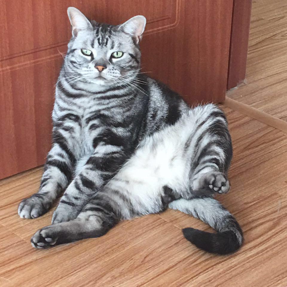 搞笑刘晓猫头像