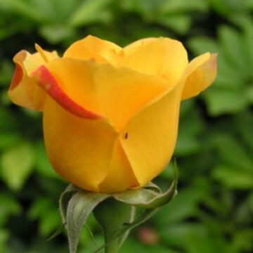 黄玫瑰图片唯美头像图片