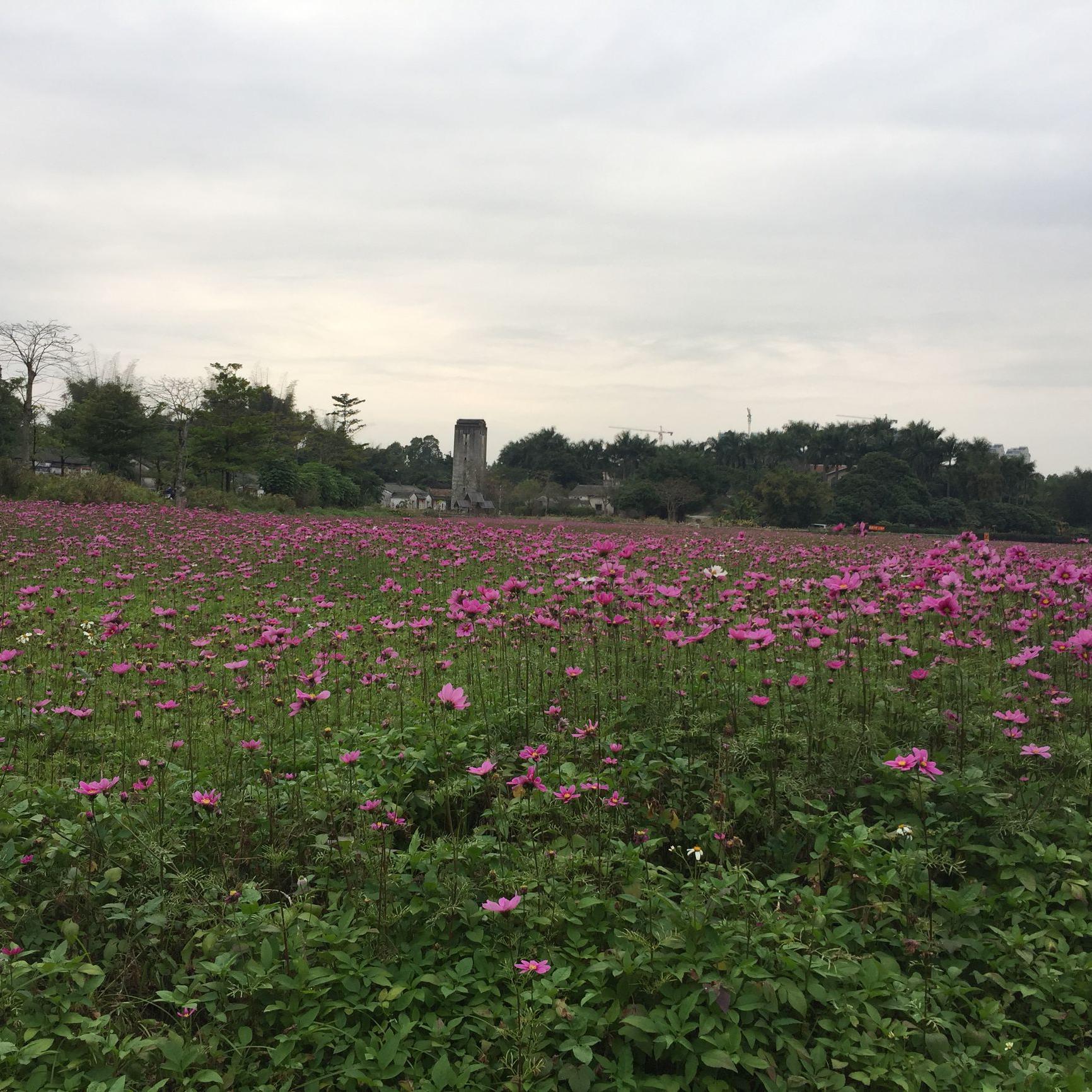 西瓜蘸酱油头像