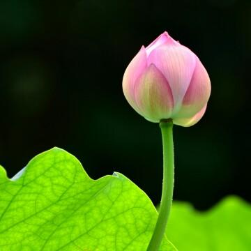 清风150322466头像