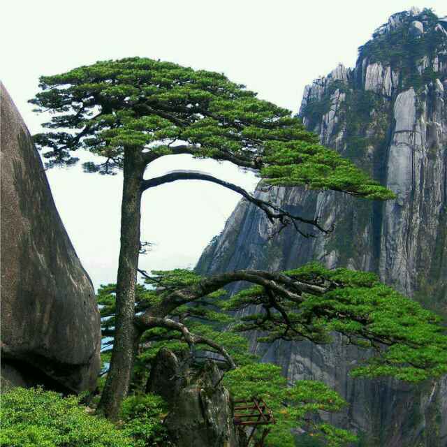 绿树229945728头像