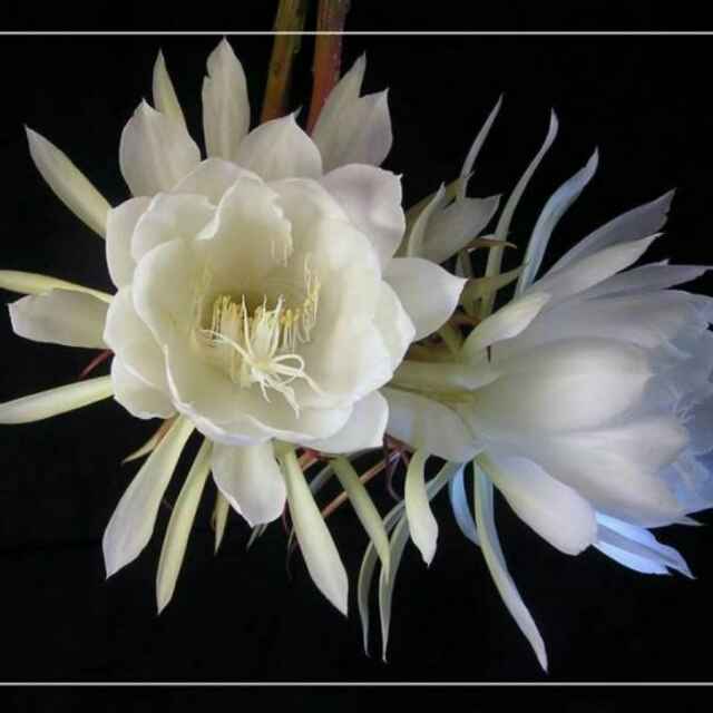 昙花一现236730100头像