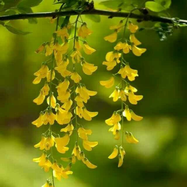 芳草243822471头像