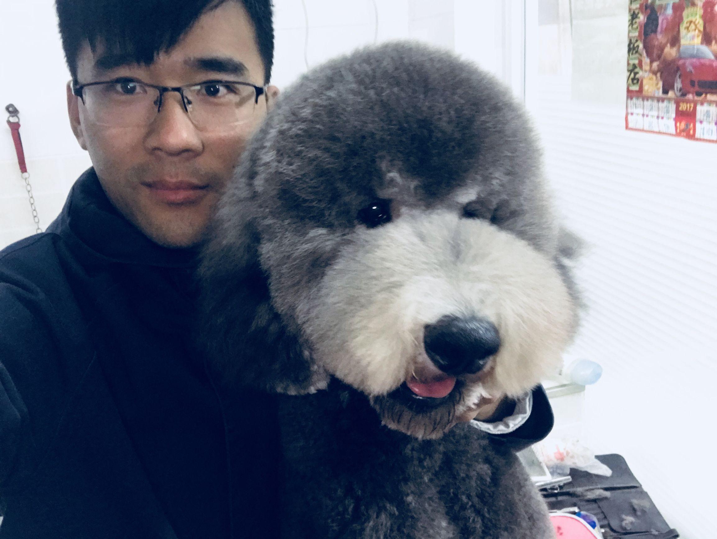 巨贵大泰迪巨型贵宾犬哥