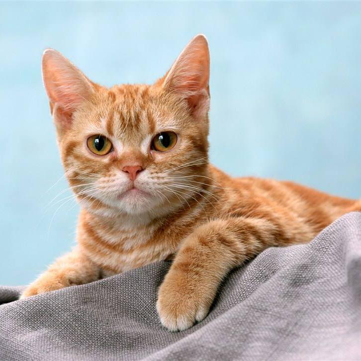 遗落在地球的猫头像