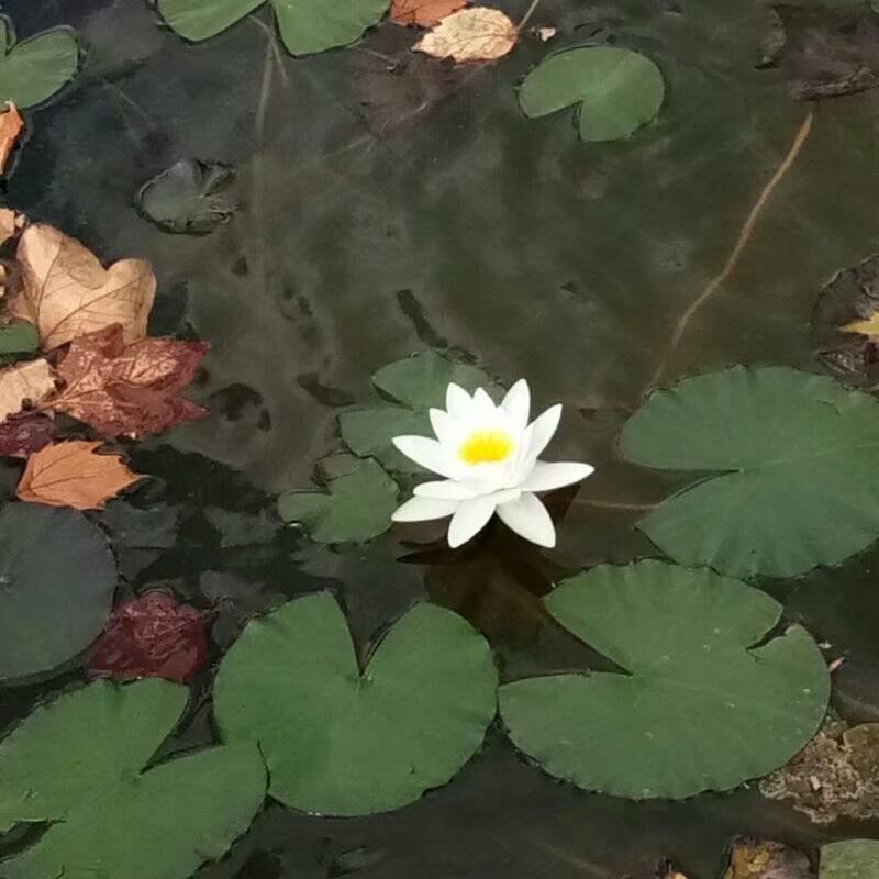 love柠檬头像