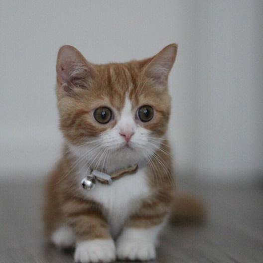 爱吃大鱼的小猫咪头像