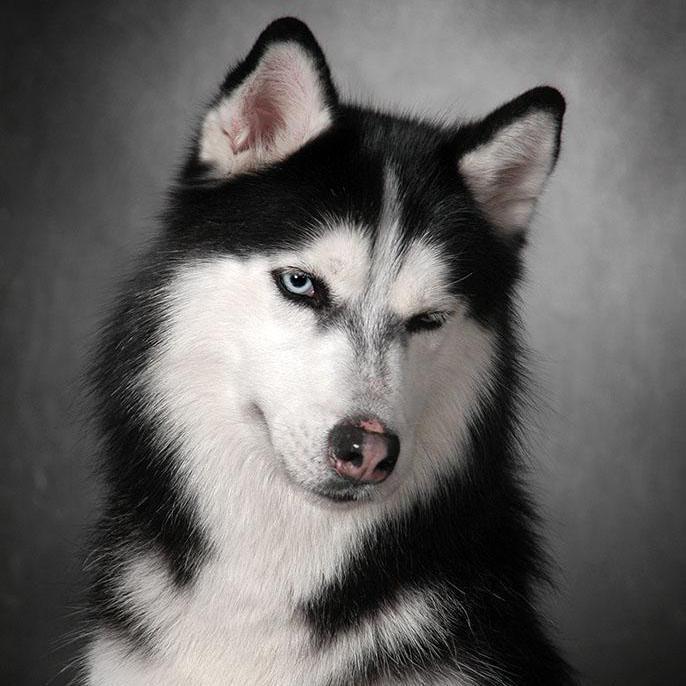 二哈滴故事头像