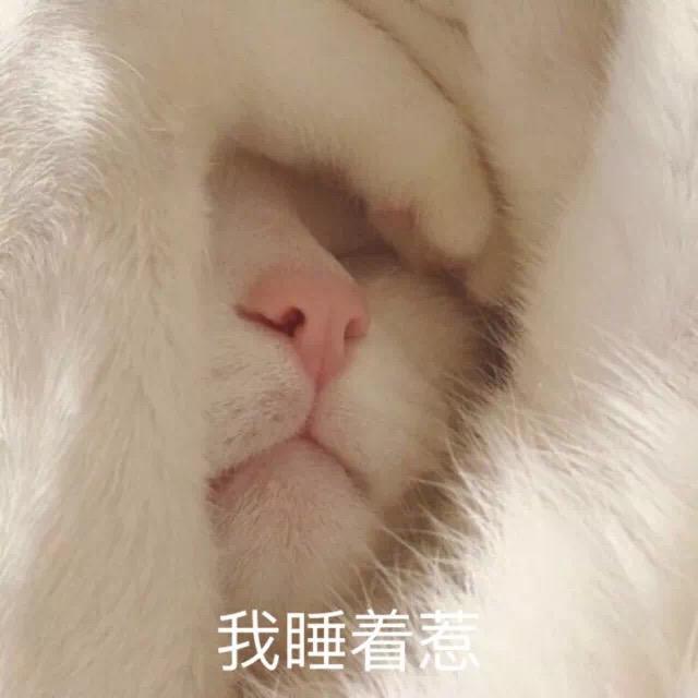 睡懒觉的小猫咪头像