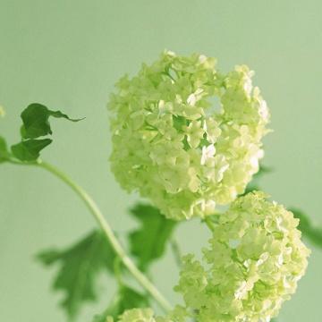 幸运的紫丁香头像