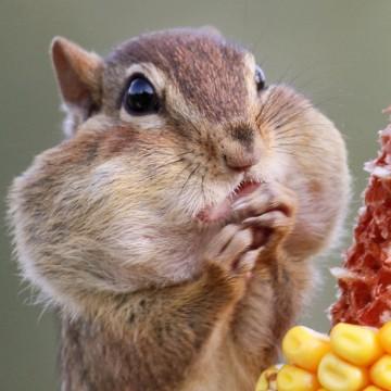 瓜吃多了撑撑撑