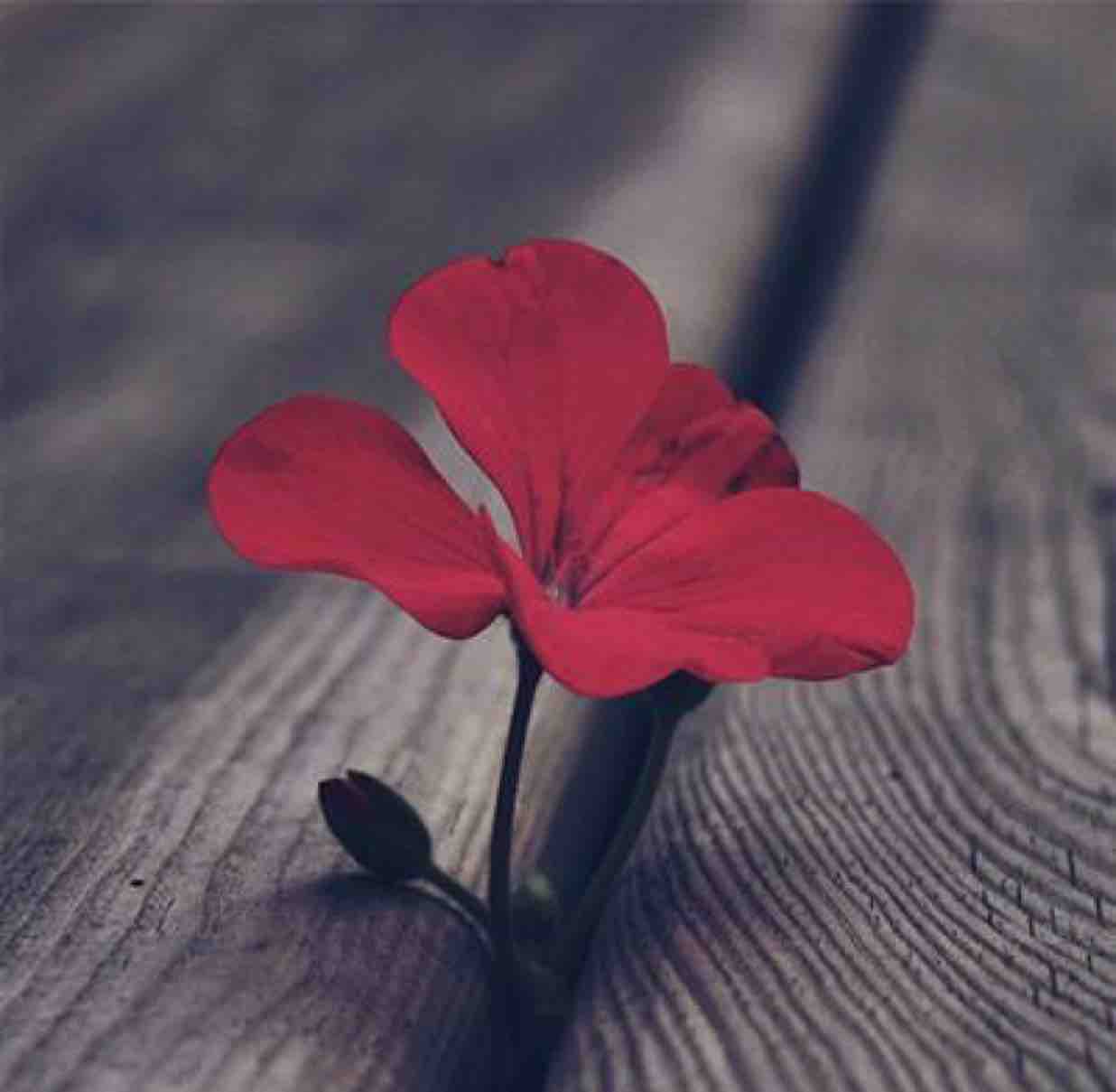 一朵鲜艳的小花花头像