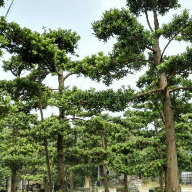 火火G1头像