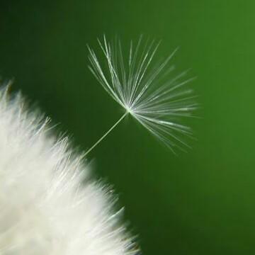 固执的蒲公英头像