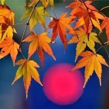 有片永不飘落的梧桐叶头像