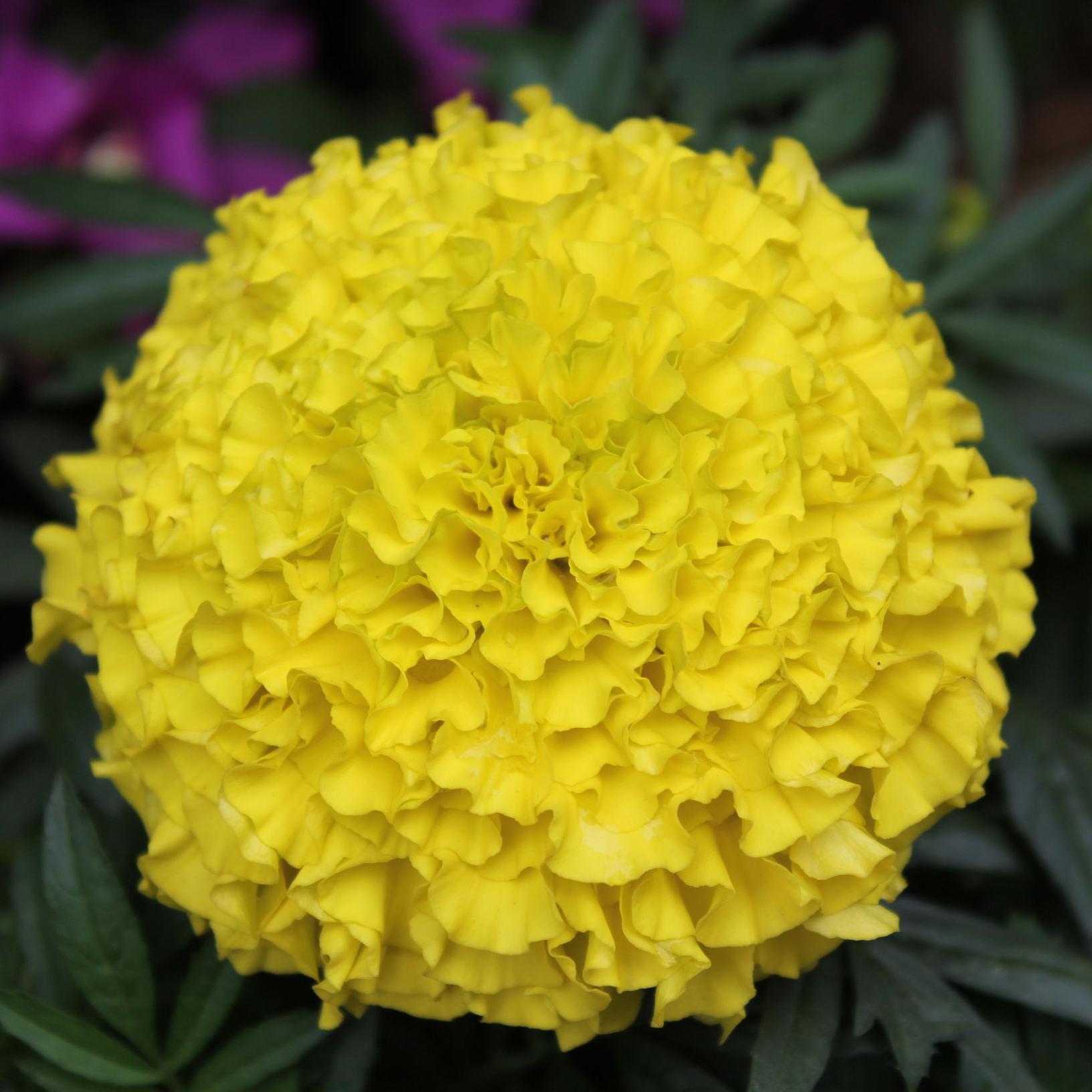 把英语改正普通话 西瓜视频