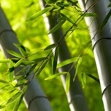 竹叶青158975028头像