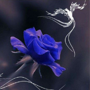 花朵头像蓝色妖姬图片