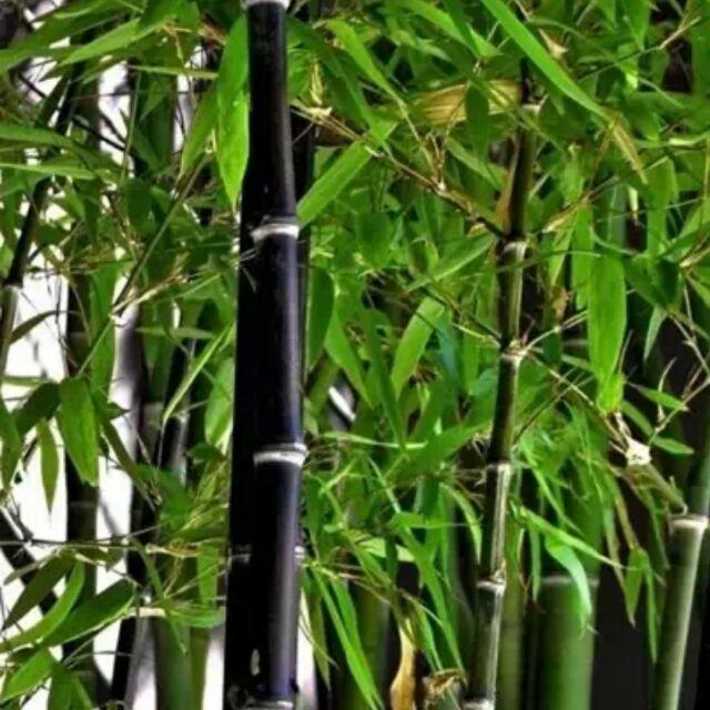 夏日听竹头像