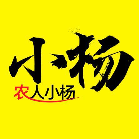 小杨小杨喜气洋洋头像图片