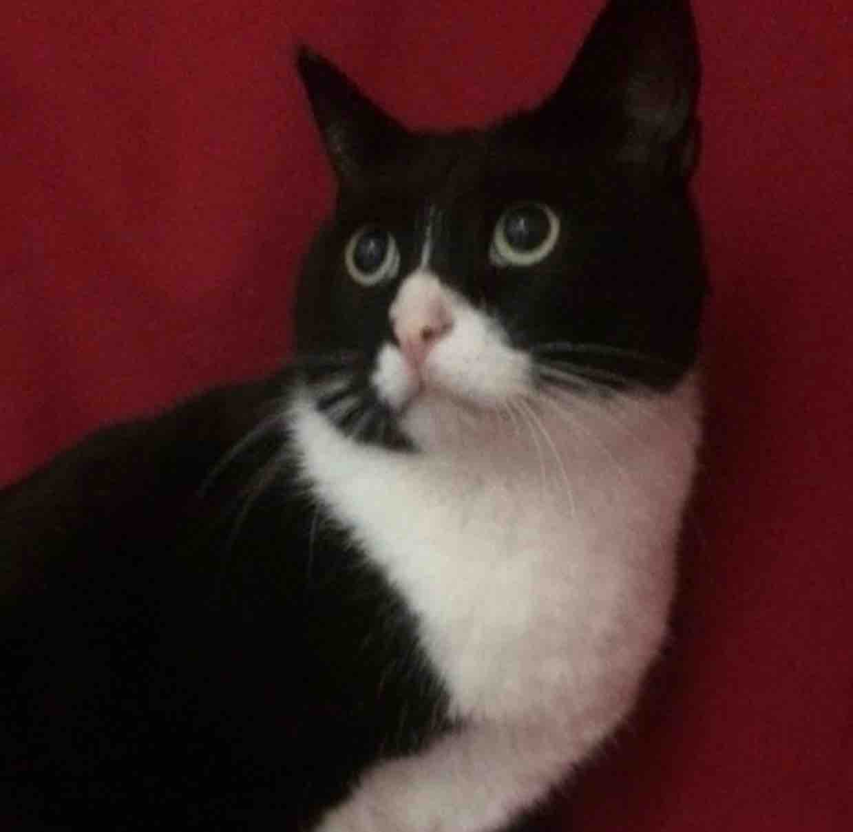 老王家的猫头像