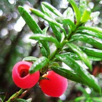 红豆小圃头像
