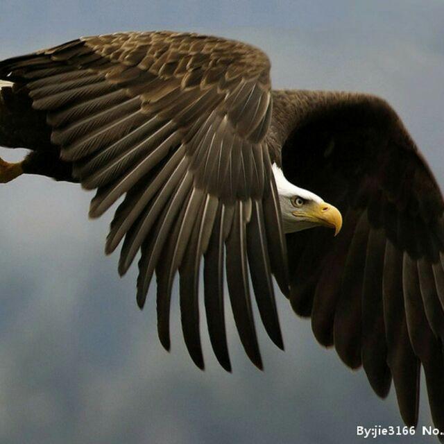 鹰击长空8428头像