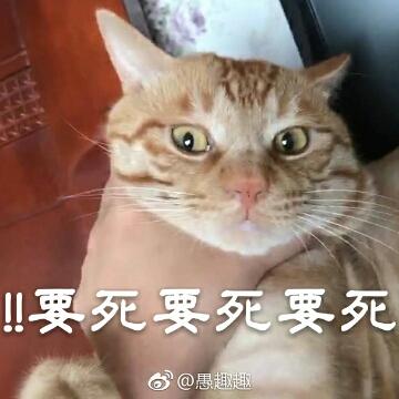 天照zz头像