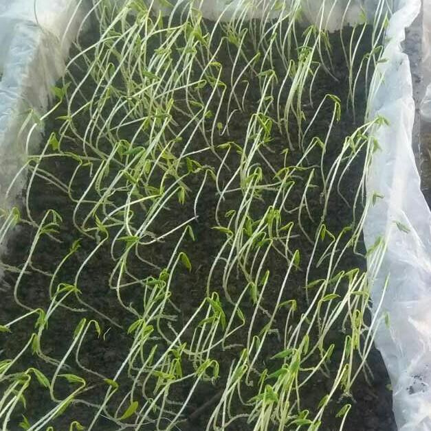 后略略略略略头像