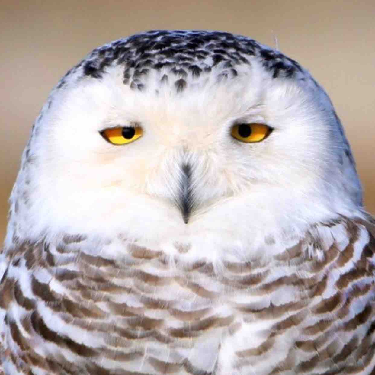 猫头鹰好想睡觉觉头像