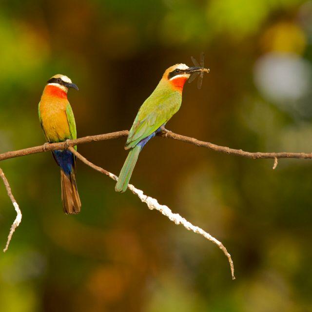城市里的候鸟头像