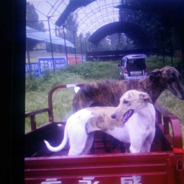猎人2038头像