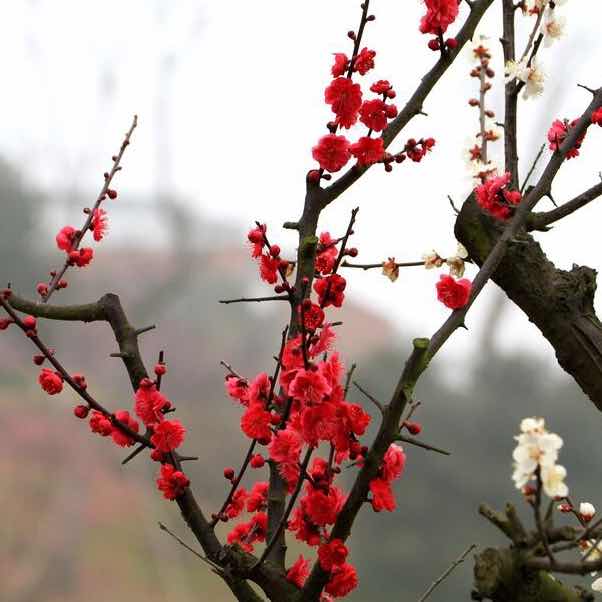 微信头像风景图片梅花图片