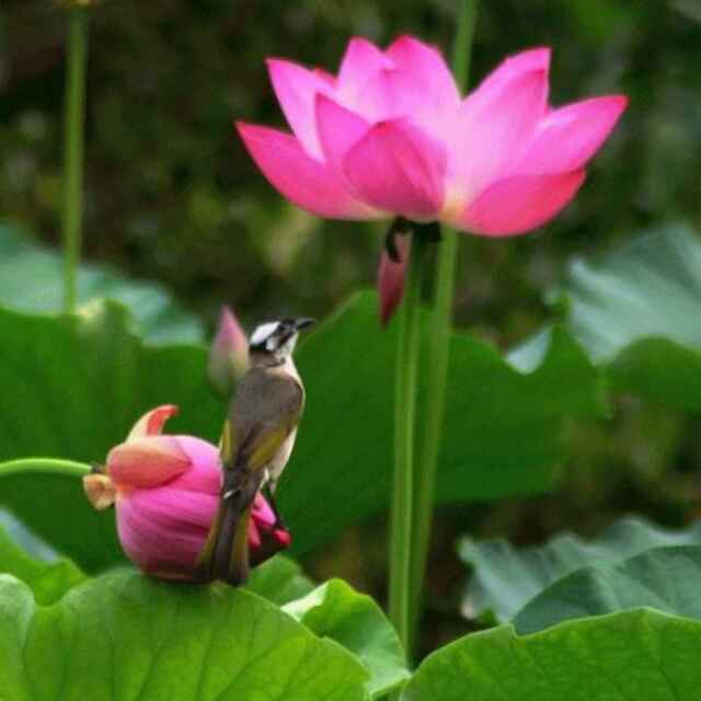 荷塘月色头像