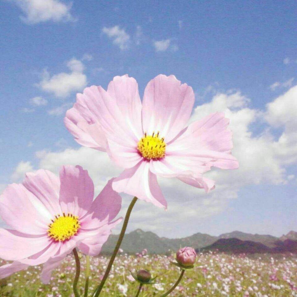 明朗的天空,头像