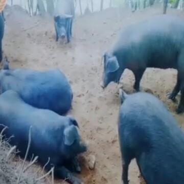 邸哥生态黑猪养殖头像